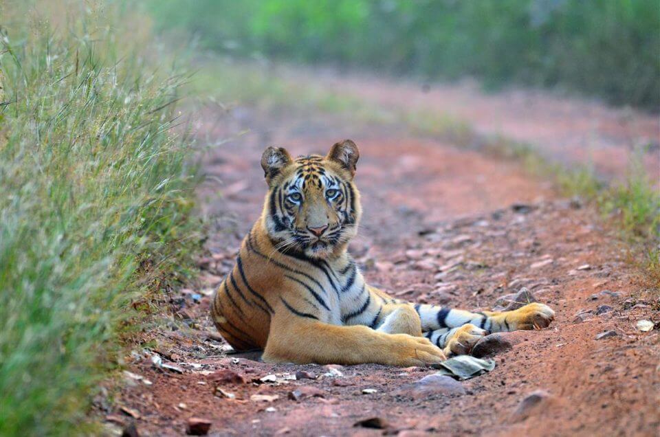 15 Must Visit Wildlife Sanctuaries of Maharashtra