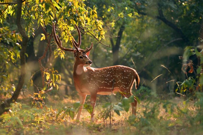 Pench Tiger Reserve